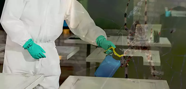 Why Buyers Still Want Homes With Pest Infestations in Sunnyvale, CA?